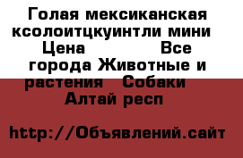Голая мексиканская ксолоитцкуинтли мини › Цена ­ 20 000 - Все города Животные и растения » Собаки   . Алтай респ.